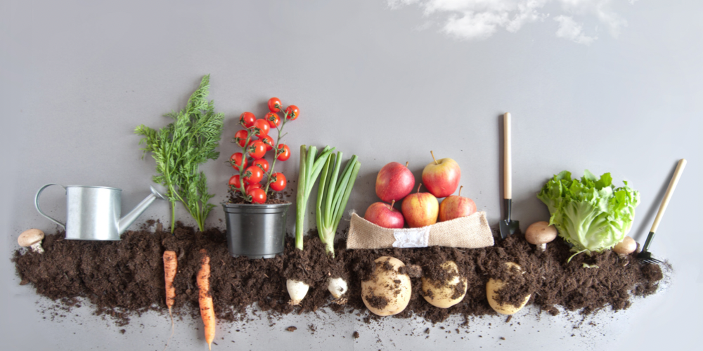 Come coltivare l’orto