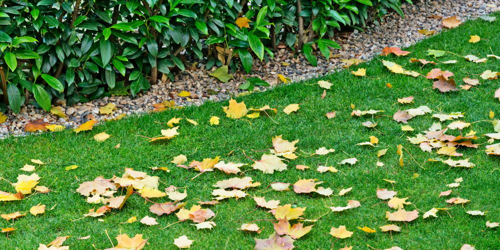 Consigli pratici per la cura del giardino in autunno